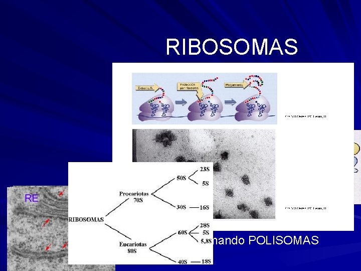 RIBOSOMAS Es el orgánulo más abundante Da aspecto granuloso al citoplasma Formado por dos