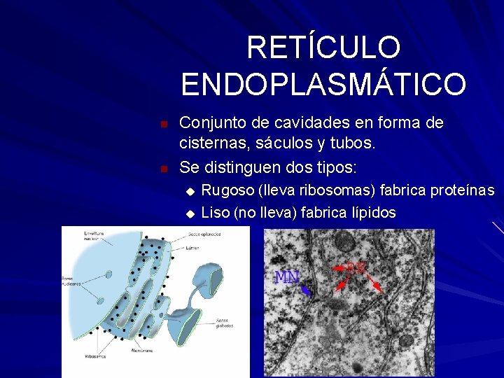 RETÍCULO ENDOPLASMÁTICO Conjunto de cavidades en forma de cisternas, sáculos y tubos. Se distinguen