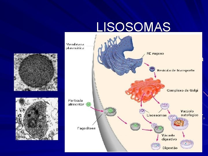LISOSOMAS Los lisosomas son orgánulos esféricos u ovalados, con una membrana que separa del