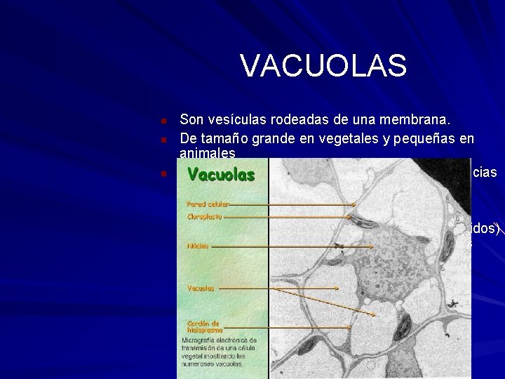 VACUOLAS Son vesículas rodeadas de una membrana. De tamaño grande en vegetales y pequeñas