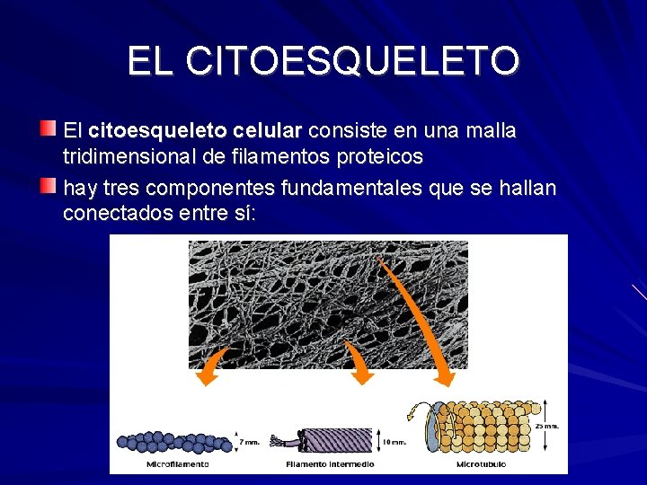 EL CITOESQUELETO El citoesqueleto celular consiste en una malla tridimensional de filamentos proteicos hay