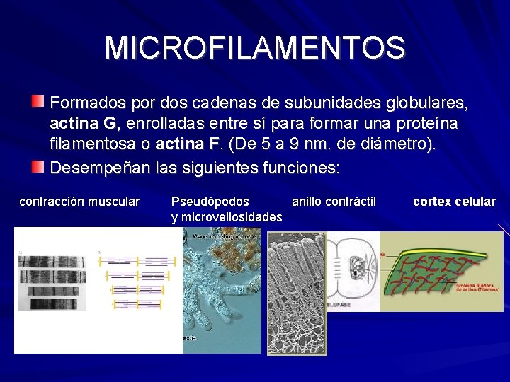 MICROFILAMENTOS Formados por dos cadenas de subunidades globulares, actina G, enrolladas entre sí para