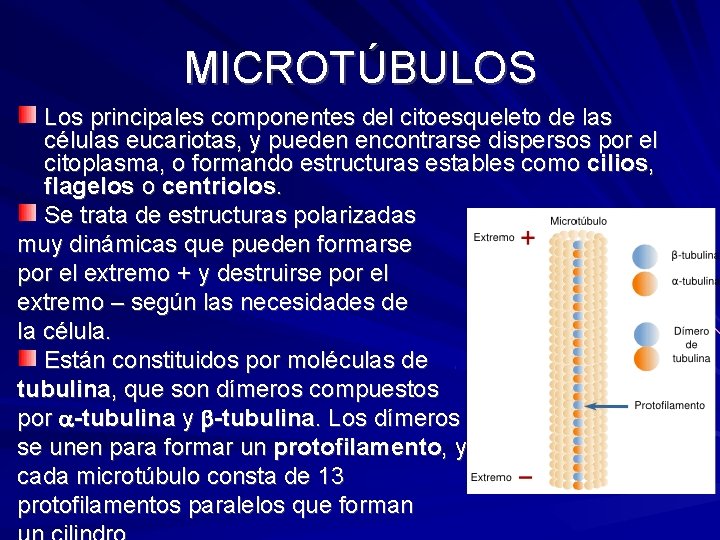 MICROTÚBULOS Los principales componentes del citoesqueleto de las células eucariotas, y pueden encontrarse dispersos