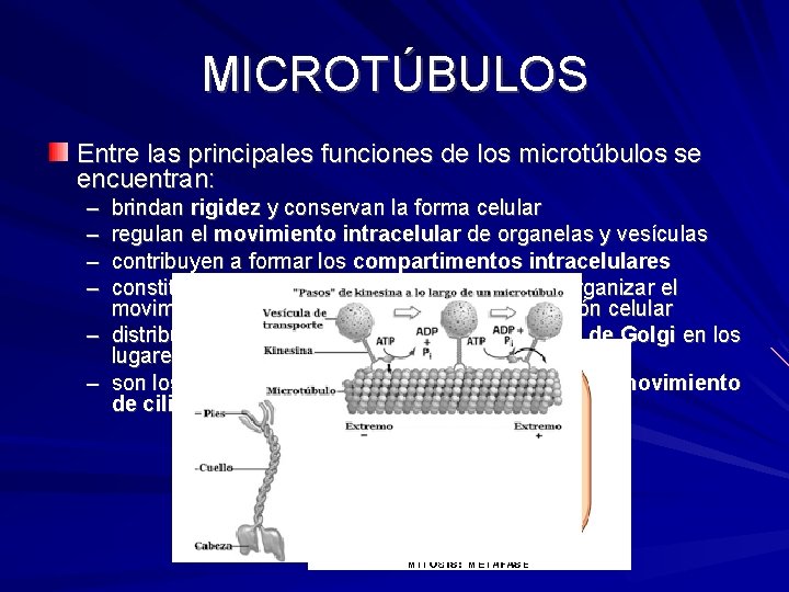 MICROTÚBULOS Entre las principales funciones de los microtúbulos se encuentran: – – brindan rigidez