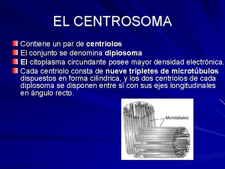 EL CENTROSOMA Contiene un par de centriolos El conjunto se denomina diplosoma El citoplasma