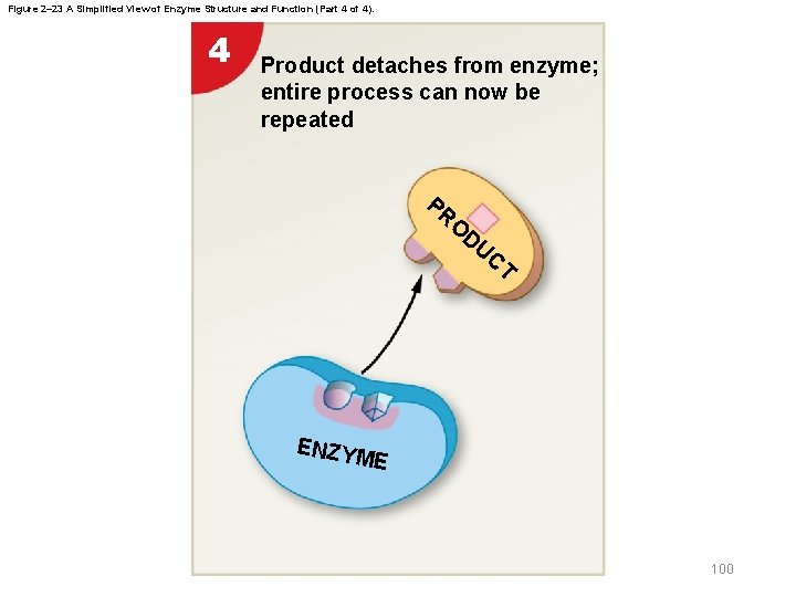 Figure 2– 23 A Simplified View of Enzyme Structure and Function (Part 4 of
