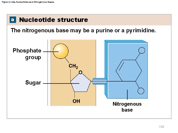 Figure 2– 24 a Nucleotides and Nitrogenous Bases. a Nucleotide structure The nitrogenous base