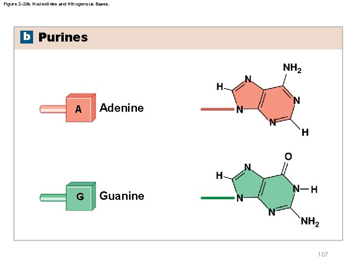 Figure 2– 24 b Nucleotides and Nitrogenous Bases. b Purines A Adenine G Guanine