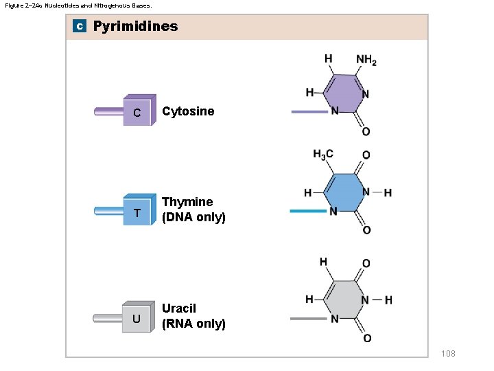 Figure 2– 24 c Nucleotides and Nitrogenous Bases. c Pyrimidines C Cytosine T Thymine