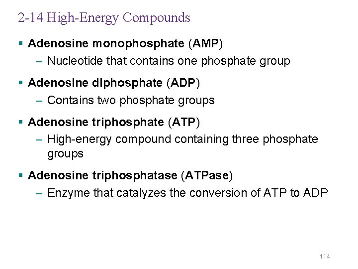 2 -14 High-Energy Compounds § Adenosine monophosphate (AMP) – Nucleotide that contains one phosphate
