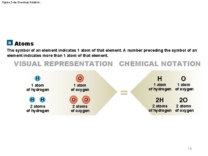 Figure 2– 4 a Chemical Notation. a Atoms The symbol of an element indicates