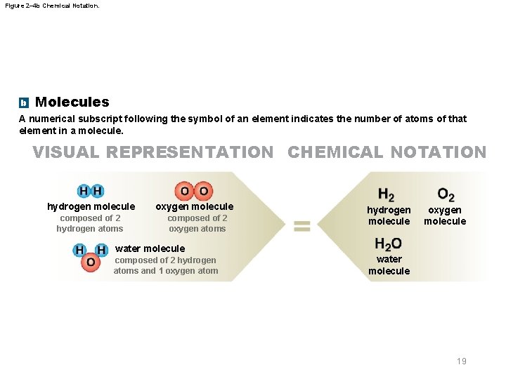 Figure 2– 4 b Chemical Notation. b Molecules A numerical subscript following the symbol