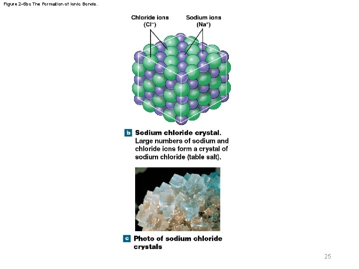 Figure 2– 5 bc The Formation of Ionic Bonds. 25 