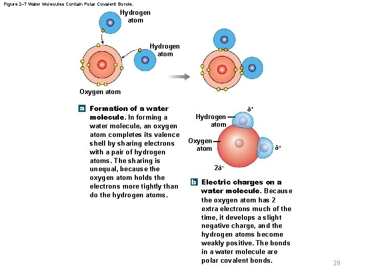 Figure 2– 7 Water Molecules Contain Polar Covalent Bonds. Hydrogen atom Oxygen atom a