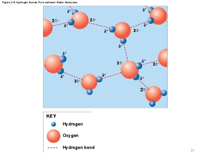 Figure 2– 8 Hydrogen Bonds Form between Water Molecules. δ+ δ+ 2 δ– 2δ–