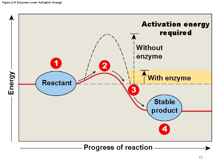 Figure 2– 9 Enzymes Lower Activation Energy. Activation energy required Energy 1 Reactant 2