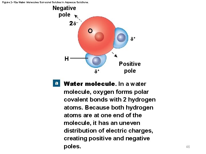 Figure 2– 10 a Water Molecules Surround Solutes in Aqueous Solutions. Negative pole 2