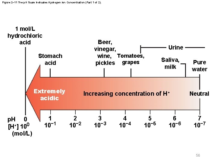 Figure 2– 11 The p. H Scale Indicates Hydrogen Ion Concentration (Part 1 of