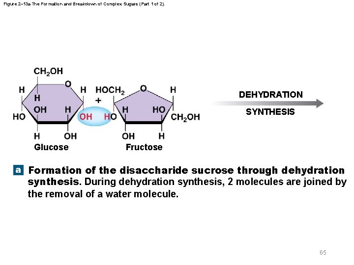 Figure 2– 13 a The Formation and Breakdown of Complex Sugars (Part 1 of