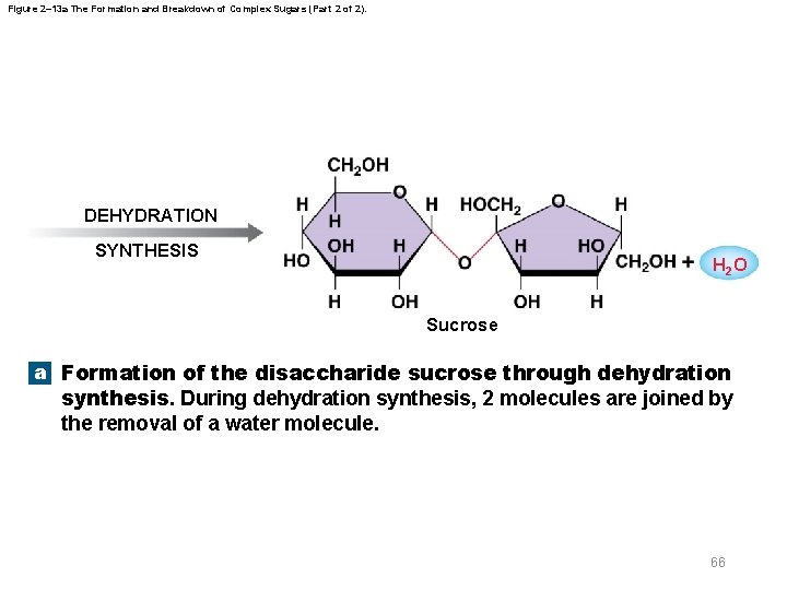 Figure 2– 13 a The Formation and Breakdown of Complex Sugars (Part 2 of