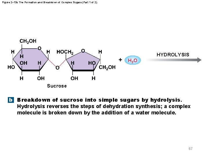 Figure 2– 13 b The Formation and Breakdown of Complex Sugars (Part 1 of