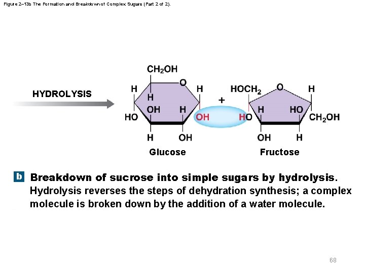 Figure 2– 13 b The Formation and Breakdown of Complex Sugars (Part 2 of