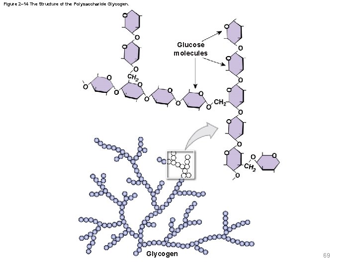 Figure 2– 14 The Structure of the Polysaccharide Glycogen. Glucose molecules Glycogen 69 