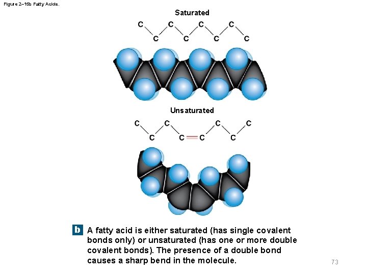 Figure 2– 15 b Fatty Acids. Saturated Unsaturated b A fatty acid is either