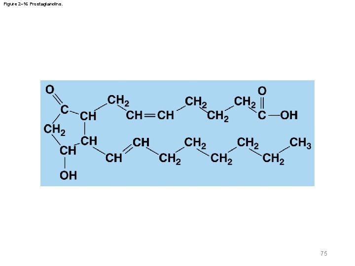Figure 2– 16 Prostaglandins. 75 