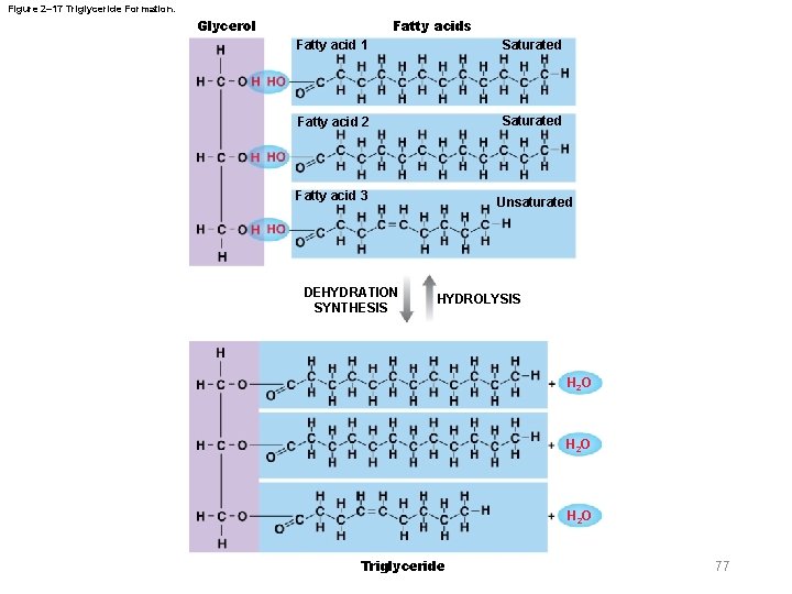 Figure 2– 17 Triglyceride Formation. Glycerol Fatty acids Fatty acid 1 Saturated Fatty acid