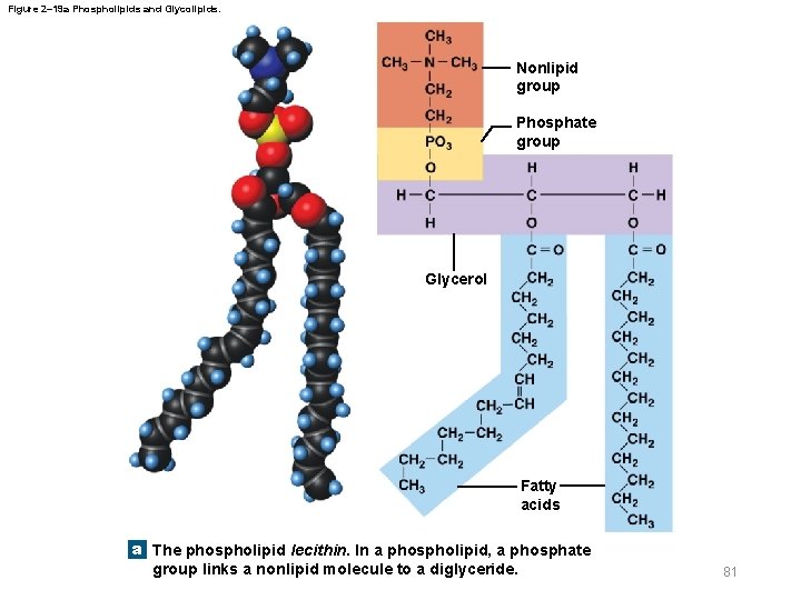 Figure 2– 19 a Phospholipids and Glycolipids. Nonlipid group Phosphate group Glycerol Fatty acids