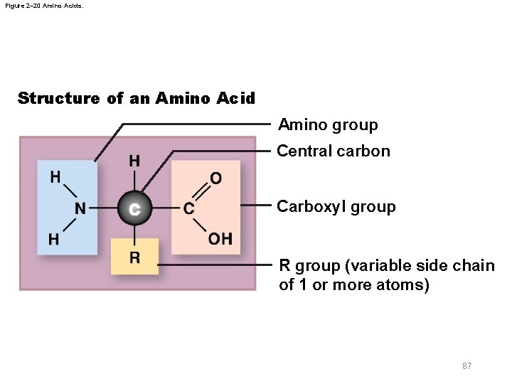 Figure 2– 20 Amino Acids. Structure of an Amino Acid Amino group Central carbon