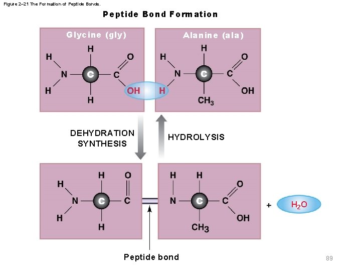 Figure 2– 21 The Formation of Peptide Bonds. Peptide Bond Formation Glycine (gly) DEHYDRATION