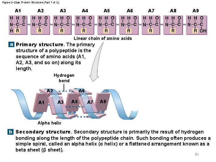 Figure 2– 22 ab Protein Structure (Part 1 of 2). A 1 A 2