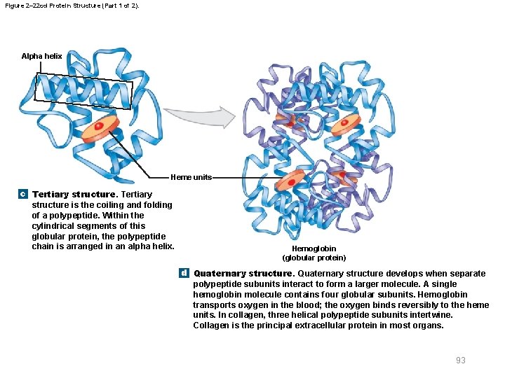 Figure 2– 22 cd Protein Structure (Part 1 of 2). Alpha helix Heme units