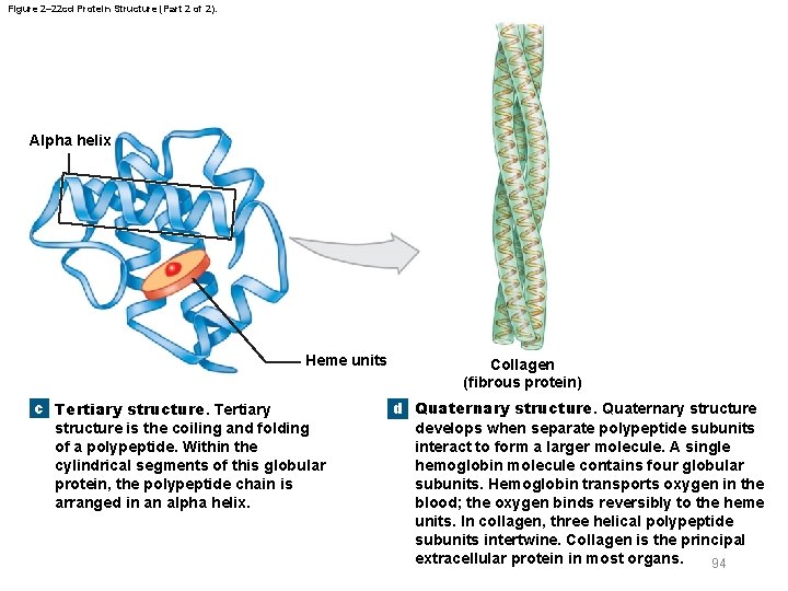 Figure 2– 22 cd Protein Structure (Part 2 of 2). Alpha helix Heme units