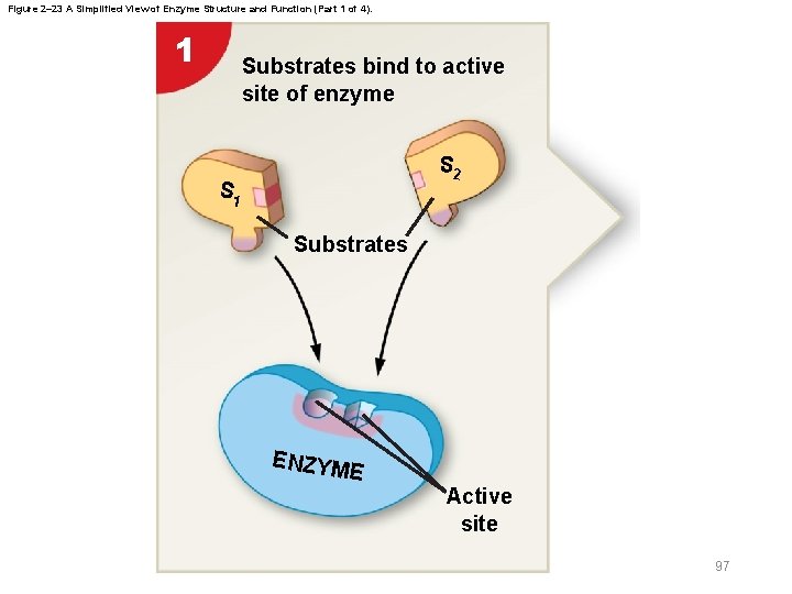 Figure 2– 23 A Simplified View of Enzyme Structure and Function (Part 1 of