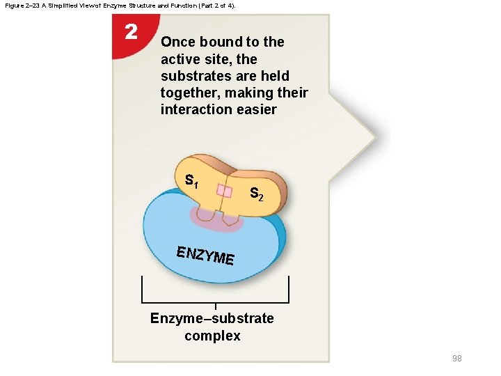 Figure 2– 23 A Simplified View of Enzyme Structure and Function (Part 2 of