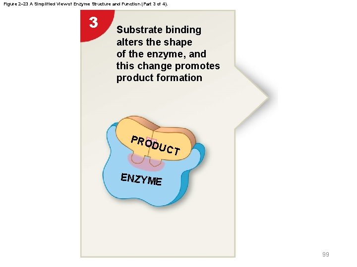 Figure 2– 23 A Simplified View of Enzyme Structure and Function (Part 3 of