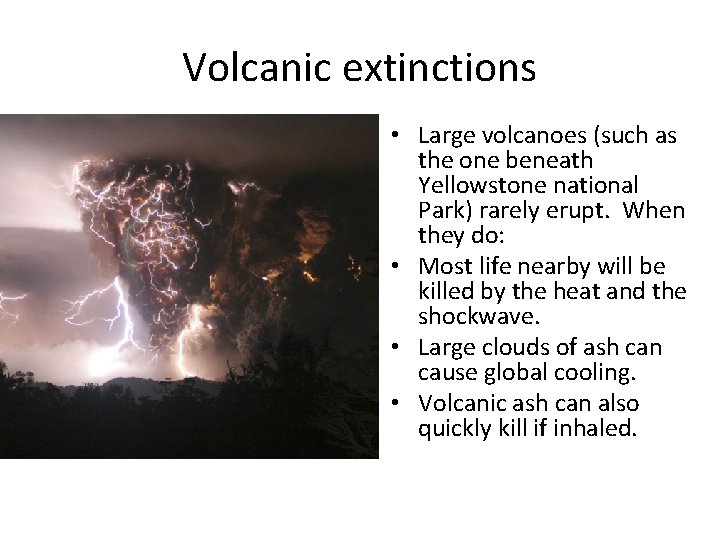 Volcanic extinctions • Large volcanoes (such as the one beneath Yellowstone national Park) rarely
