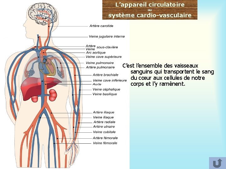 L’appareil circulatoire ou système cardio-vasculaire C’est l’ensemble des vaisseaux sanguins qui transportent le sang