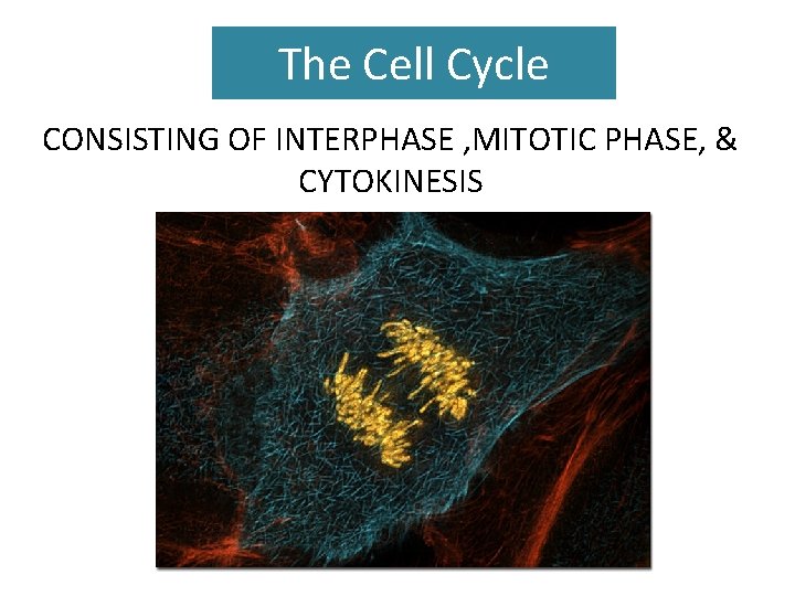 The Cell Cycle CONSISTING OF INTERPHASE , MITOTIC PHASE, & CYTOKINESIS 