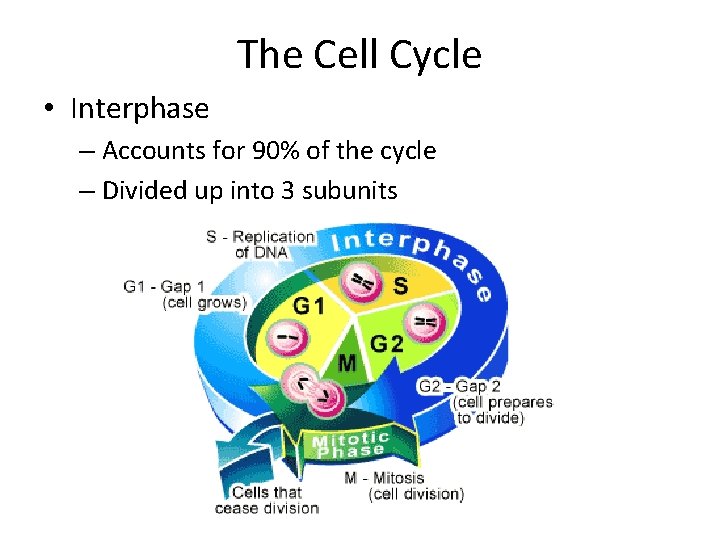 The Cell Cycle • Interphase – Accounts for 90% of the cycle – Divided