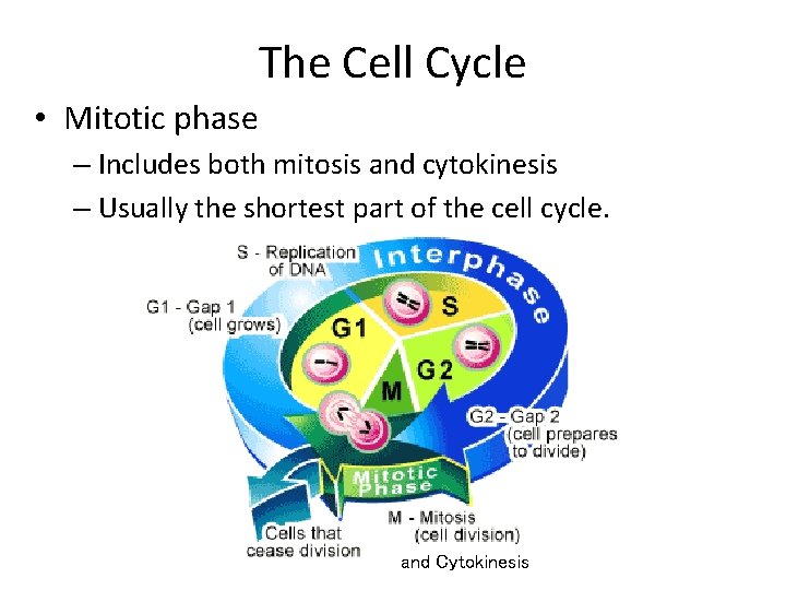 The Cell Cycle • Mitotic phase – Includes both mitosis and cytokinesis – Usually