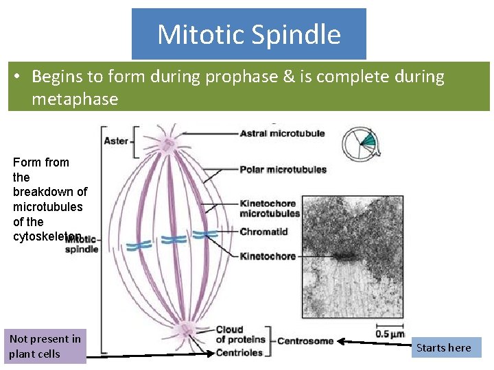 Mitotic Spindle • Begins to form during prophase & is complete during metaphase Form