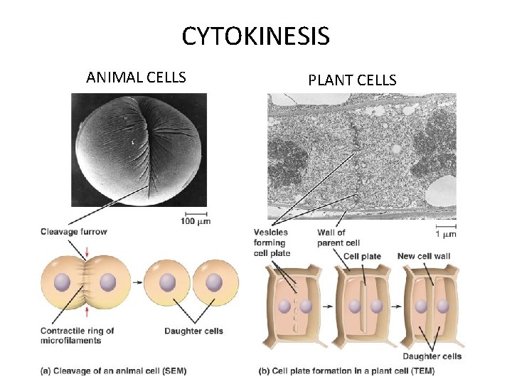 CYTOKINESIS ANIMAL CELLS PLANT CELLS 