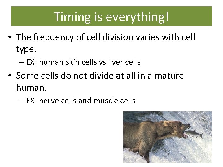 Timing is everything! • The frequency of cell division varies with cell type. –