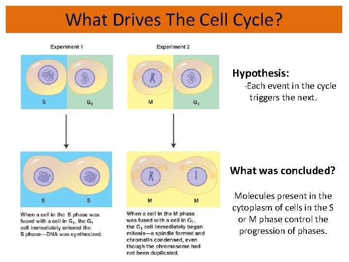 What Drives The Cell Cycle? Hypothesis: -Each event in the cycle triggers the next.