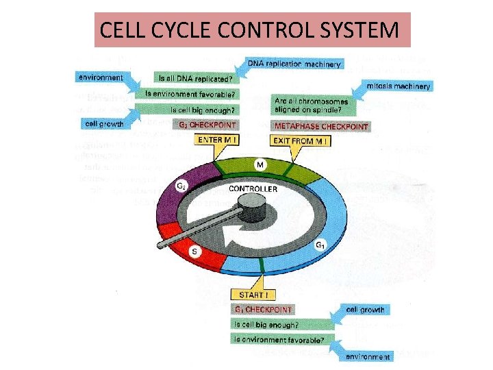 CELL CYCLE CONTROL SYSTEM 