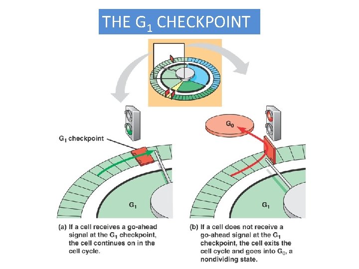THE G 1 CHECKPOINT 